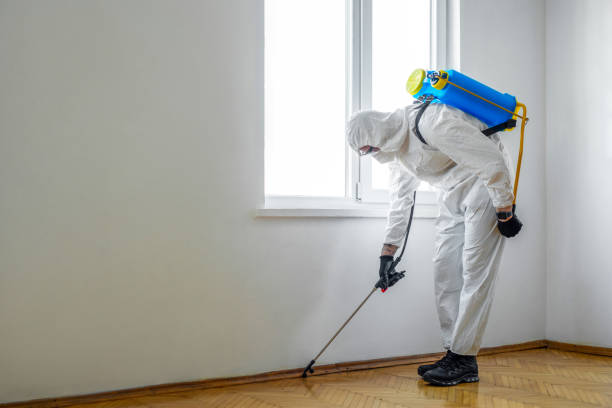 Best Wasp Removal Services  in Red Lake, MN